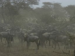 Western_Corridor_(Kirawira)2003-047